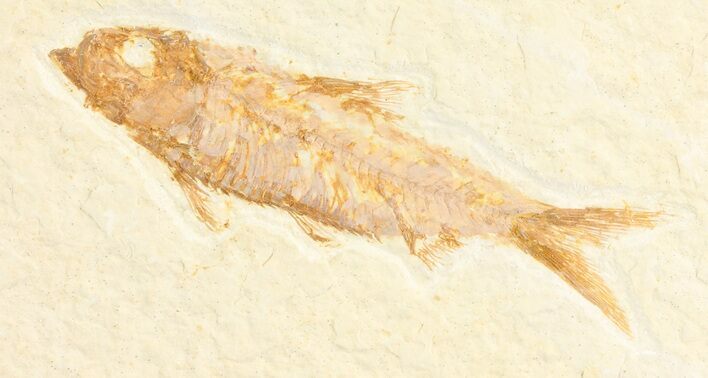 Detailed, Knightia Fossil Fish - Wyoming #78317